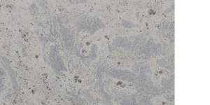 New Kashmir White (1)